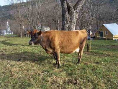 Caring for Dry Cows and Promoting Healthy Calvings on a Micro Dairy Image